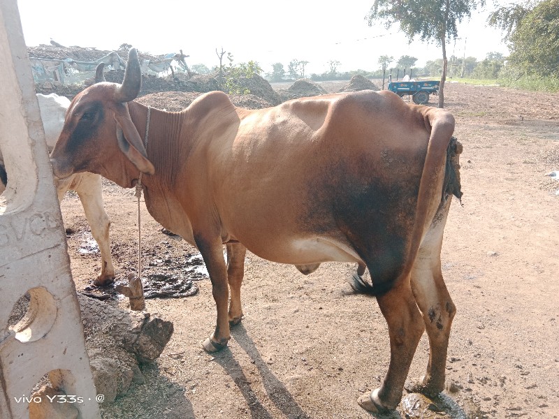 ગાય વેચવા ની છે...