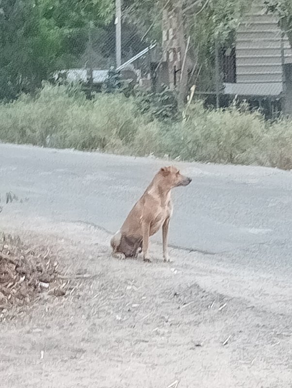 કુતરા નું નામ બ...