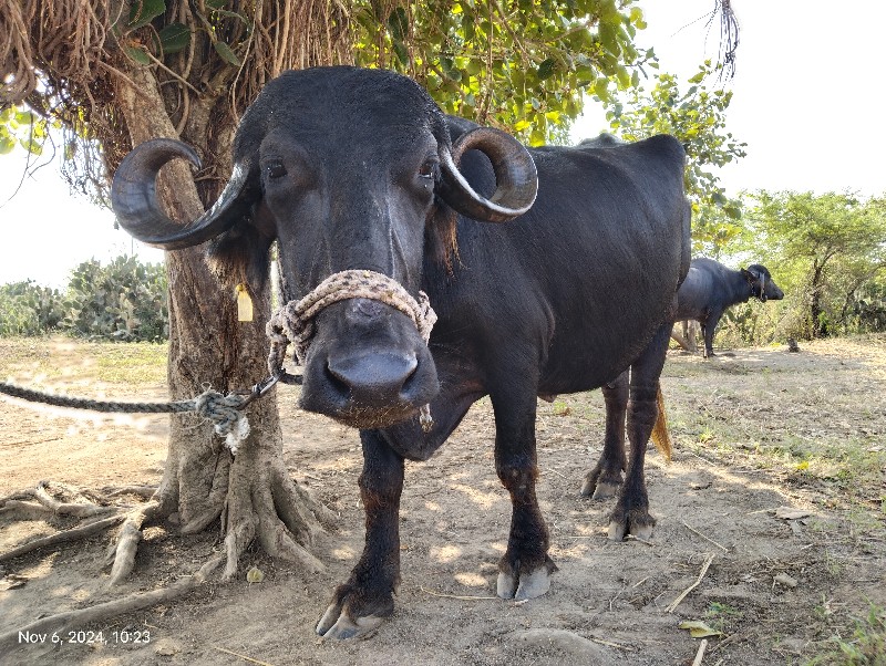 ભેંશ વેચવાની છે