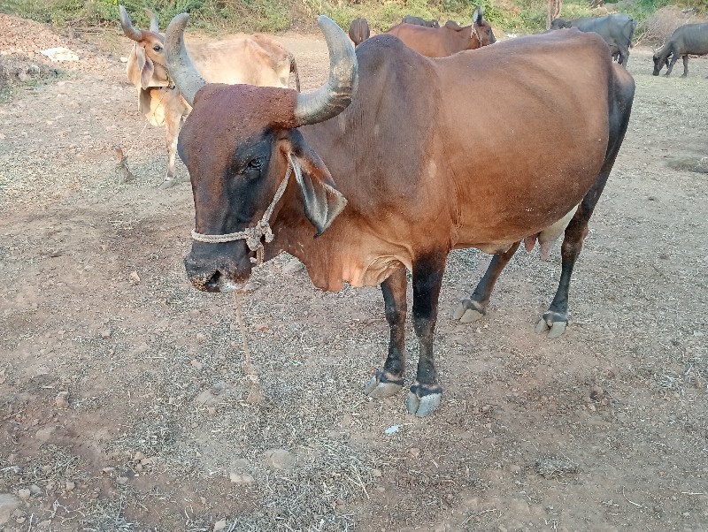 ગાય વેચવાની છે