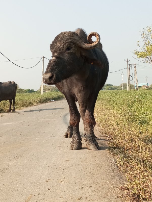 ભેસવેસવાન