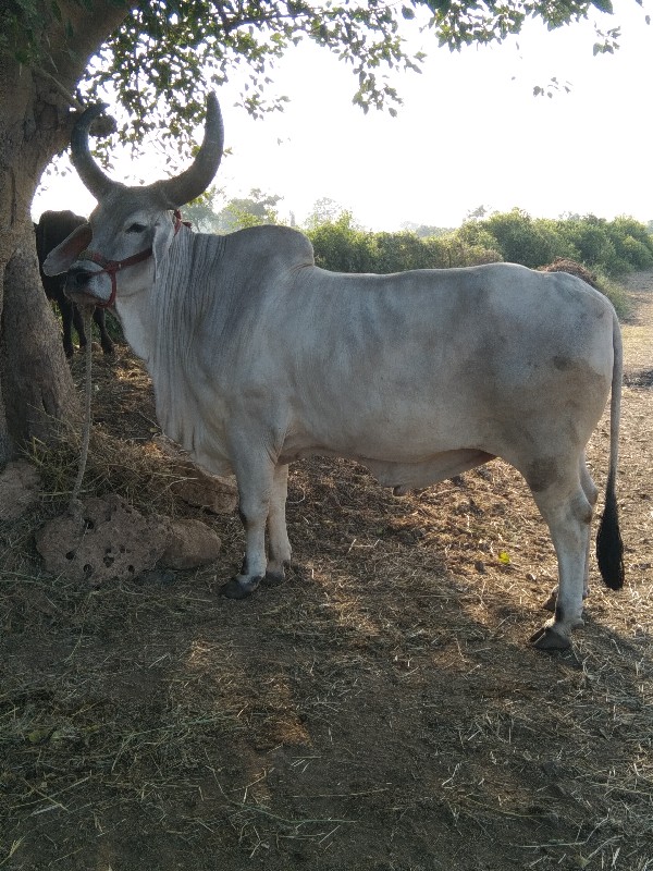 ગોઢલો વેચવાનો છ...