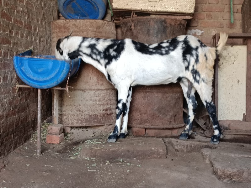 ગુજરી ફિમેલ