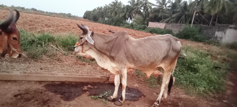 વેચવાનું છે