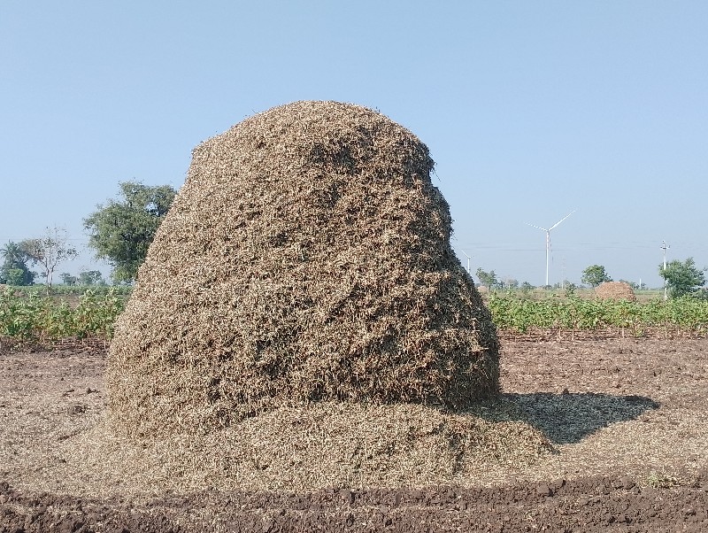 માડવી ની પાદડી