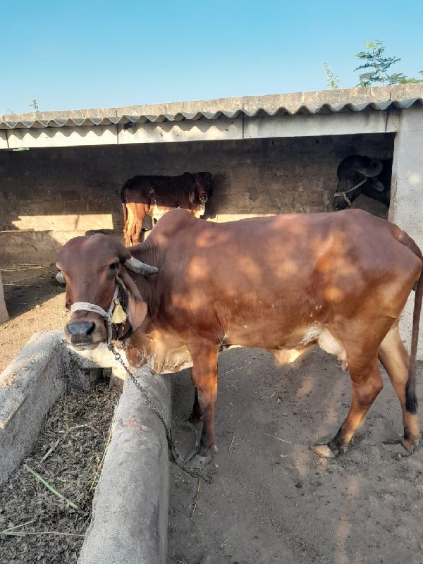 ગાય વેચવાની છે