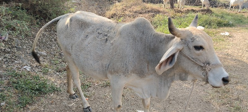 વેચવાની છે