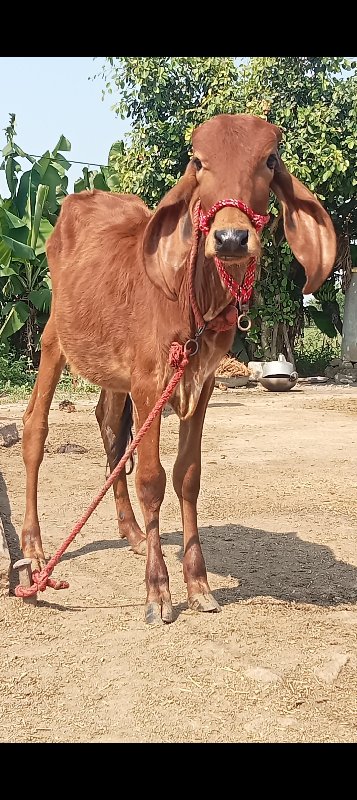 2 ગીર હોડકી વેચ...