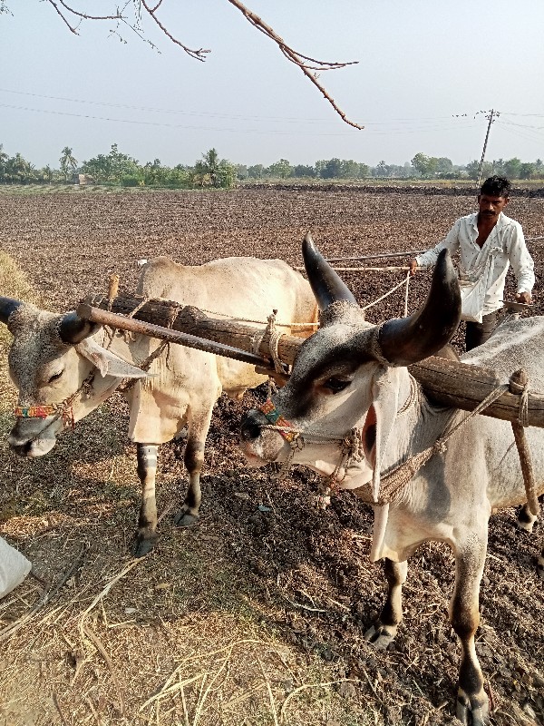 ગૌઢલા