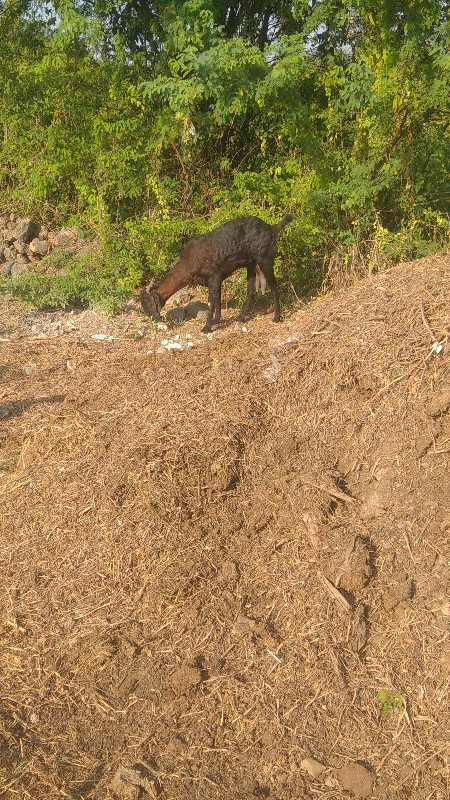 બકરા