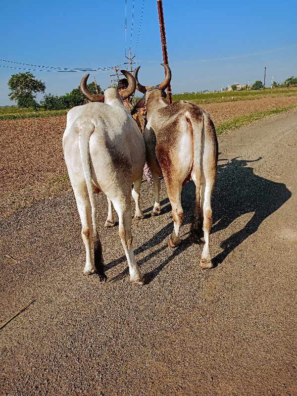 દેવાણી વાવેલ ફૂ...