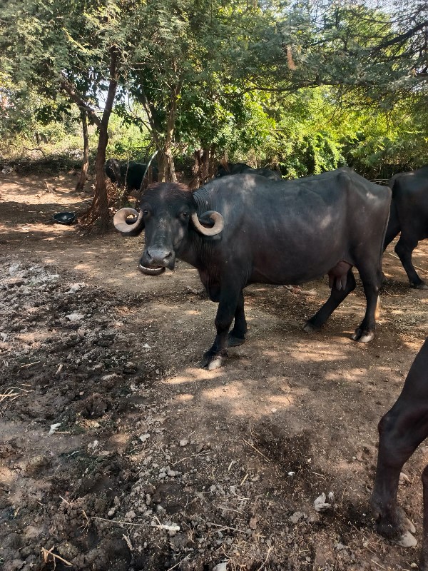 ભેંસ વેચવાની છે...