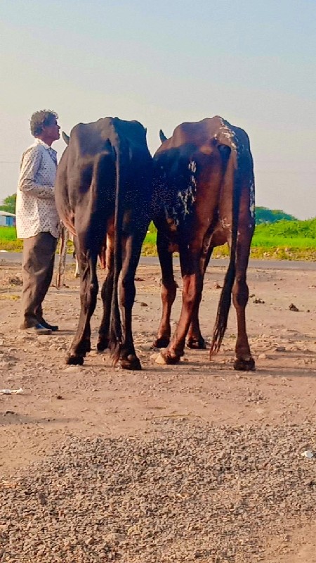 અરવિંદ દેવીપુજક