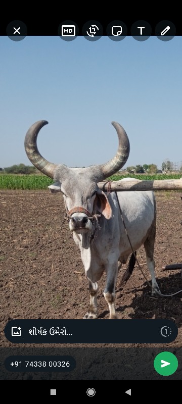 બળદ વેચવાનો છે...