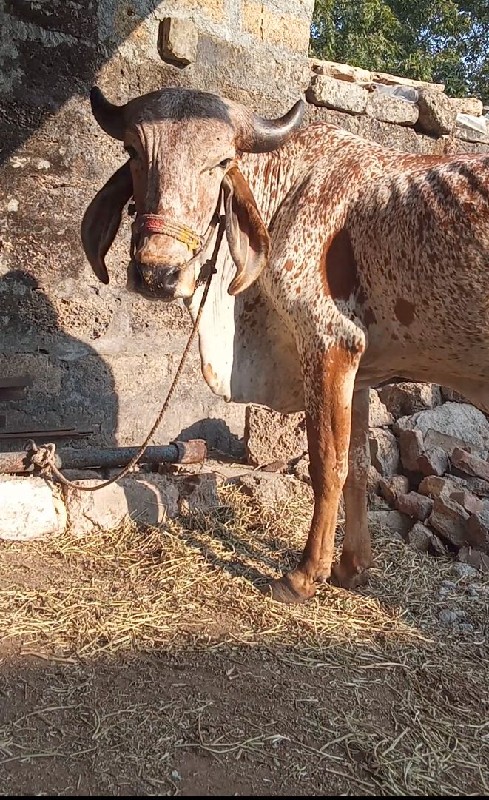 ગોઢલો