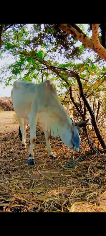 ગોઢલા