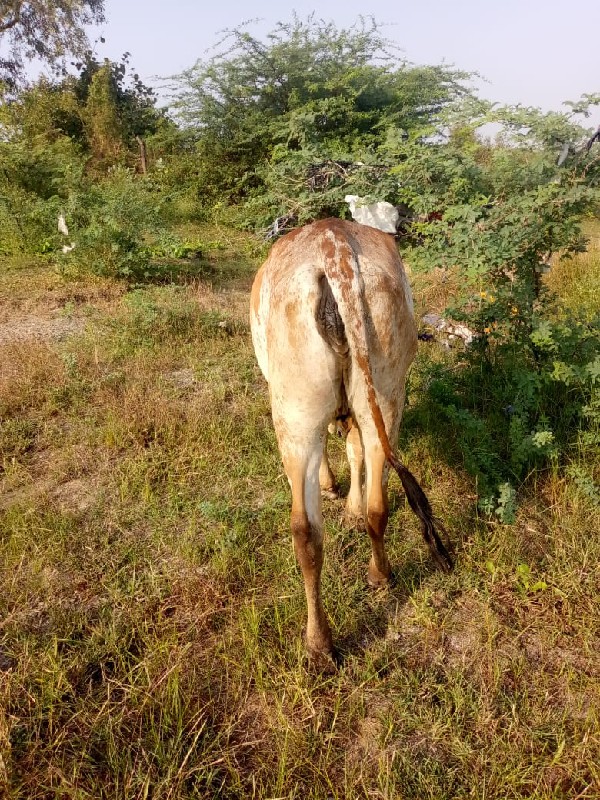 હોળકી વેચવાની છ...