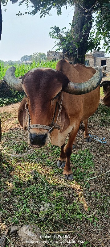 બળદ વેસવાના સે