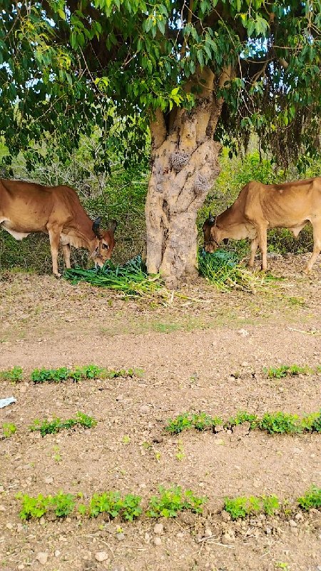 બળદ વેચવાના છે