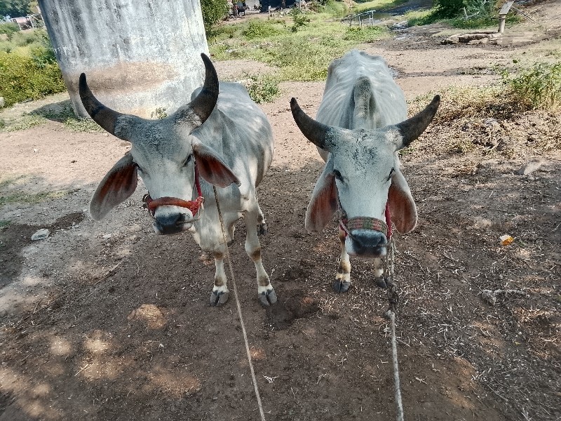 ગોઢલા વેશવાના શ...