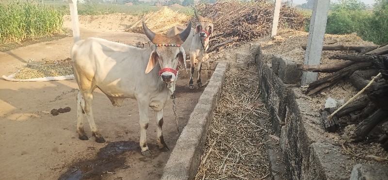 ગોઢલા વેસવાના છ...