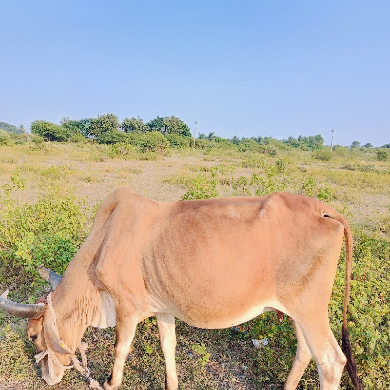 ૪ ગાય સે વેસવાન...