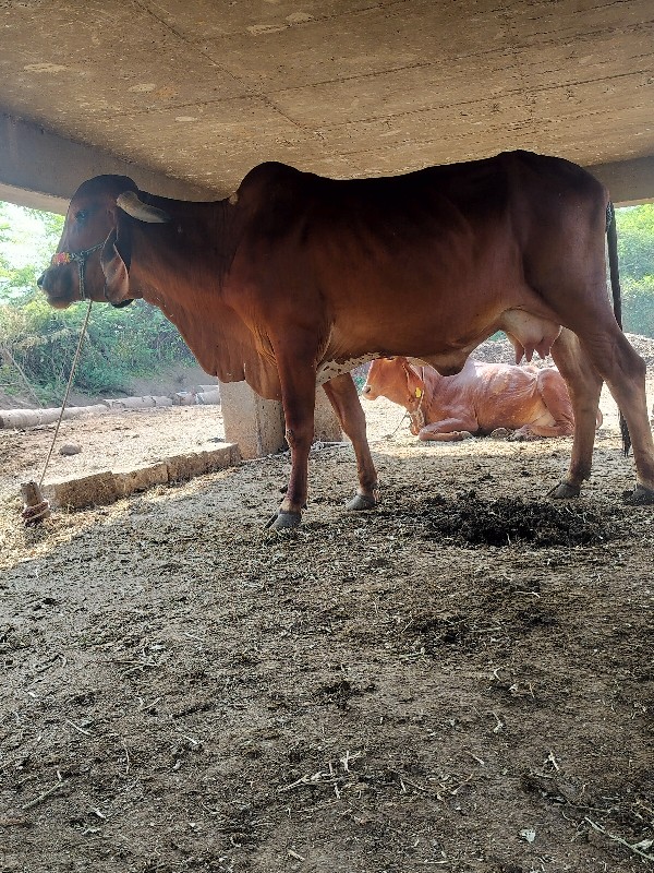 ગાય દેવાનિછે