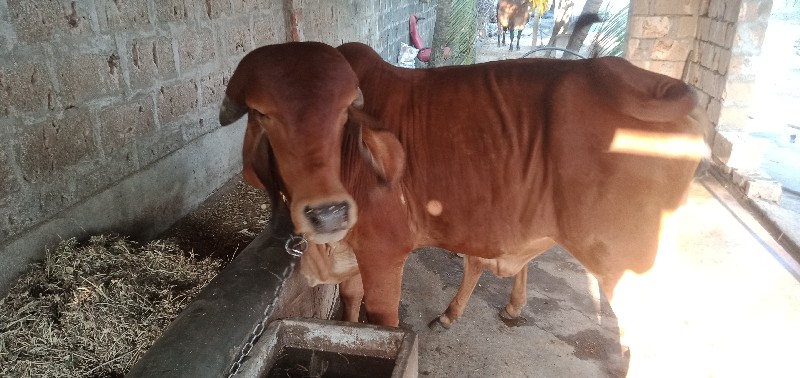 ગીર હોરકી વેચવા...