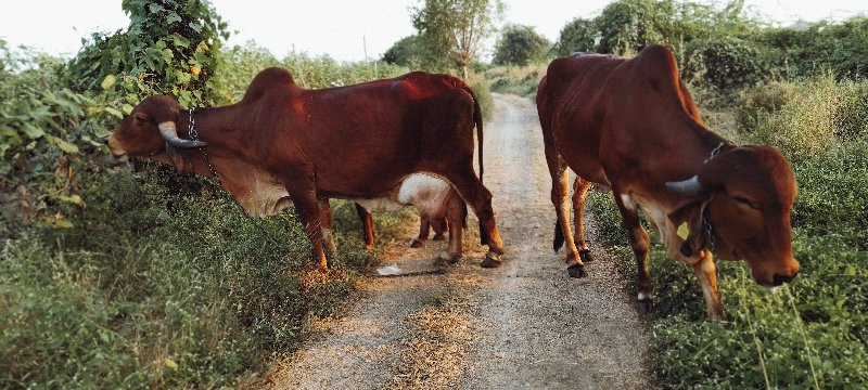 ગાય,હોડકી