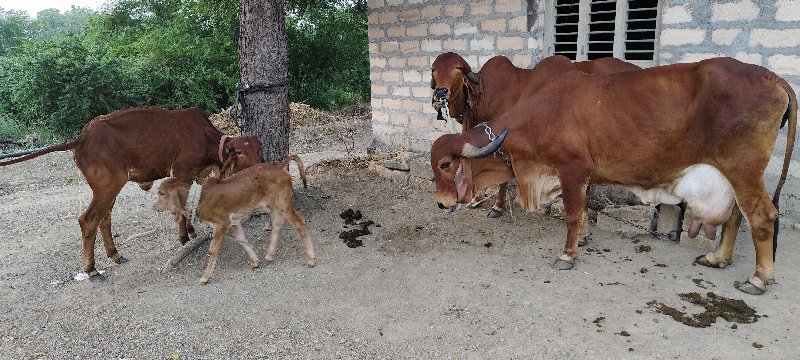 ગાય,હોડકી