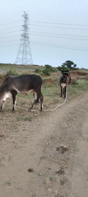 બળદ વેચવાના છે