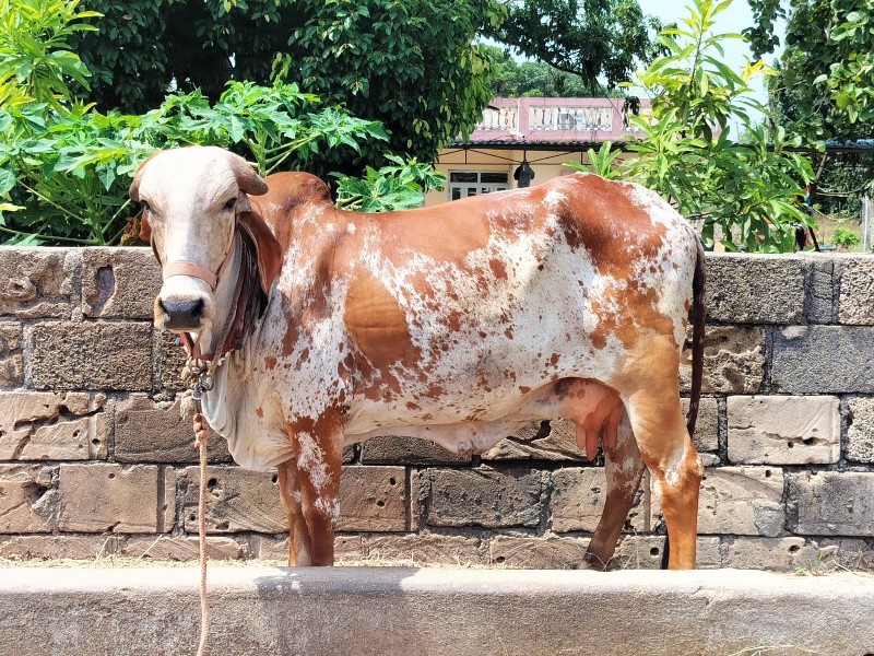 ગાય વૅશવાની છે