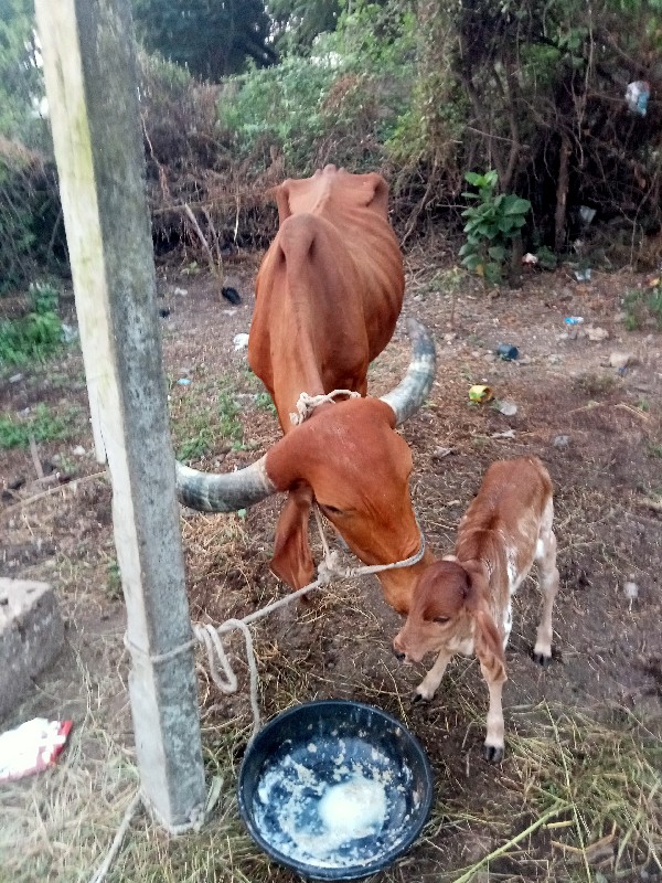 ગાય વેચવાની છે