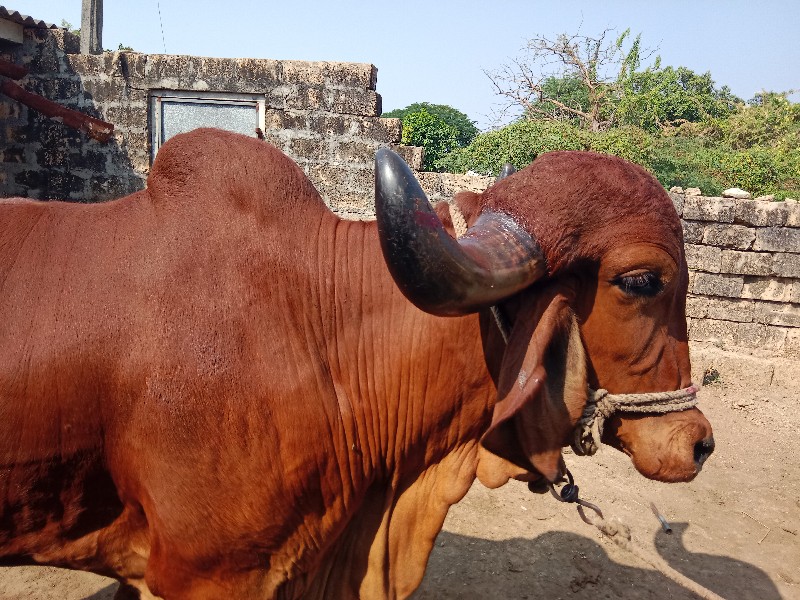 ગાય વેચવા ની છે...