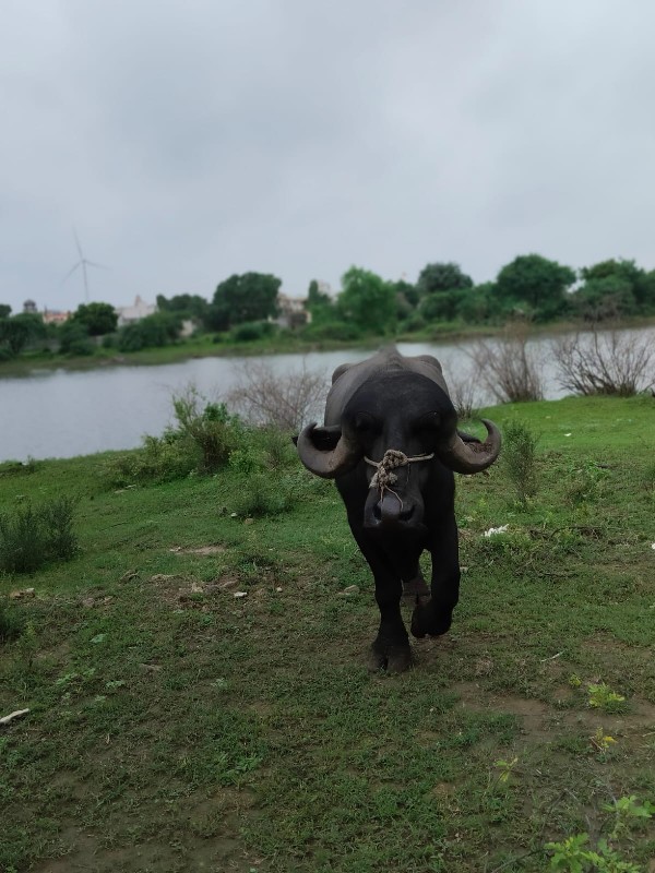 પાડો વેચવાનો છે