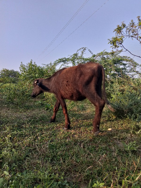 પાડી વેચવા ની છ...