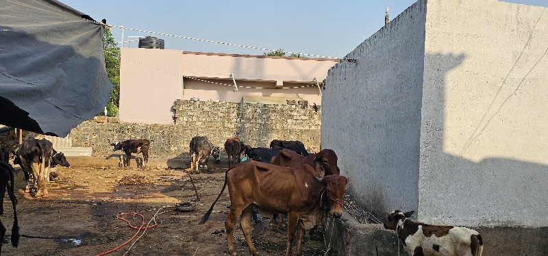 hf gayu no tabe...