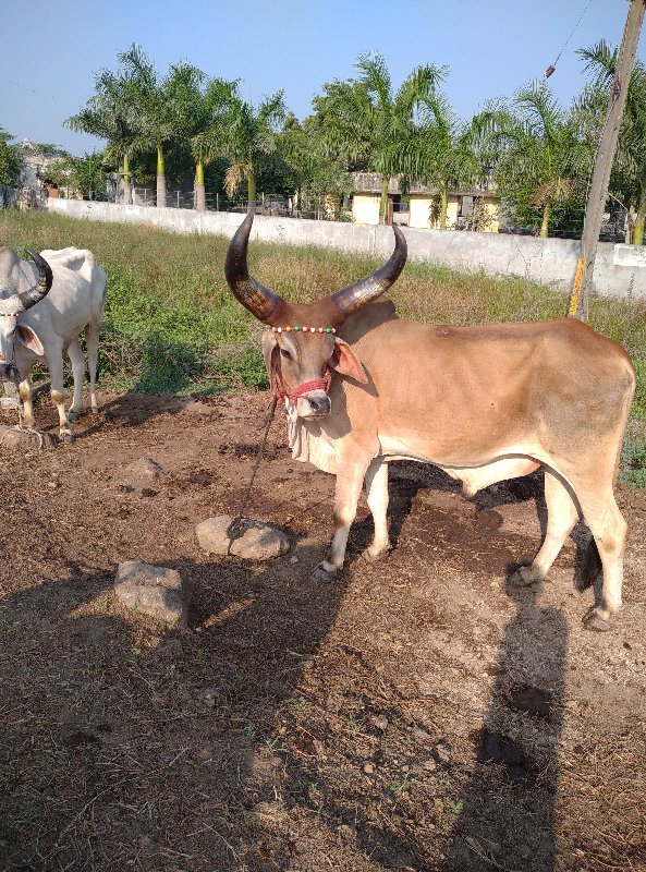 બળદ વેચવાનો છે