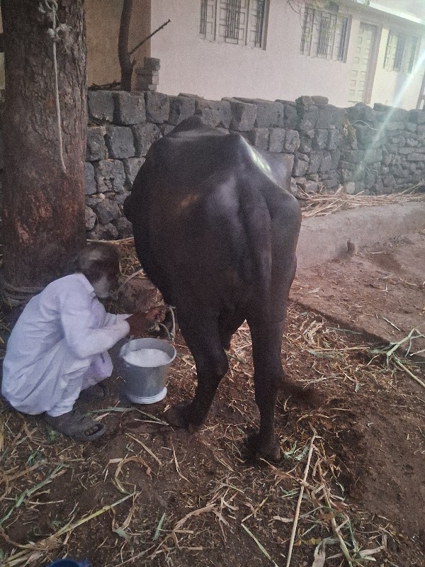 ભેસ વેસવાની છે...