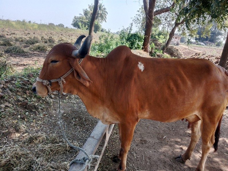 ગાય વેચવાની છે