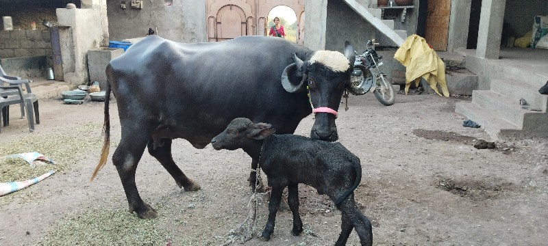 ભેંસ વેચવાની છે...