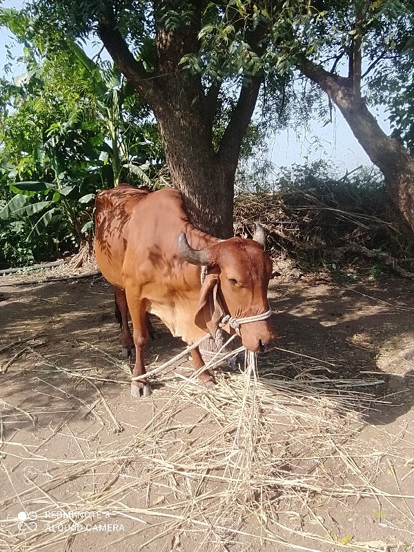 ગાય