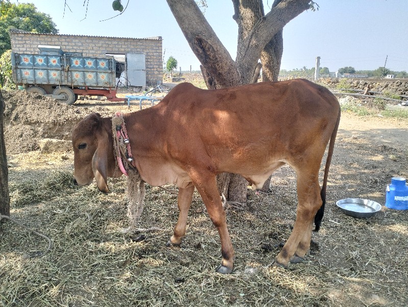 વાચડો વેચવાનો છ...