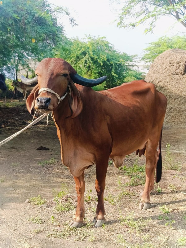 ગાય વેચવાની છે