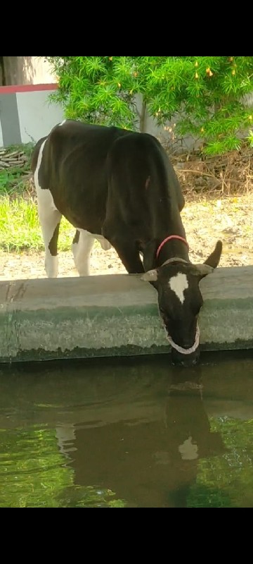 જર્સી ઓડકી વેચવ...