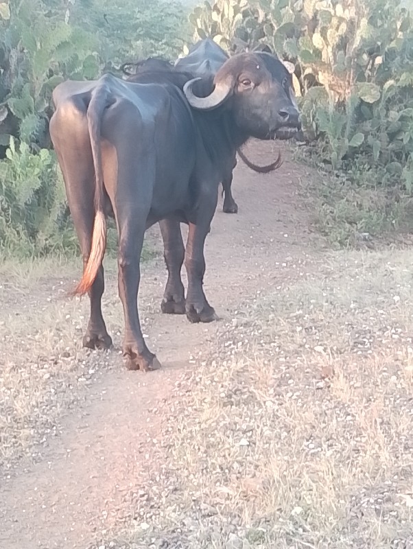 પાડોવેચવાનોછેજવ...