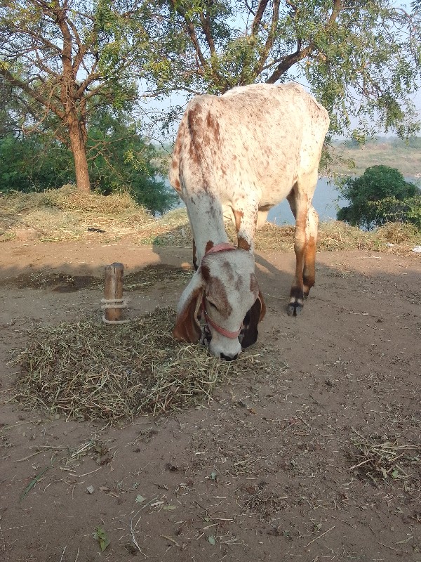 વાછડી