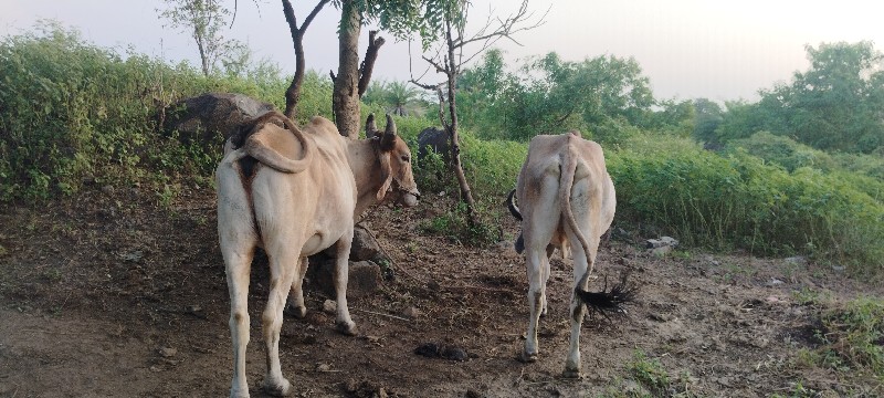 કિંમત માં થોડો...