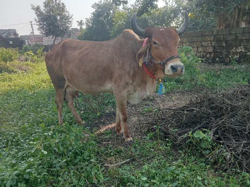 ગાય વેસવા ની સે