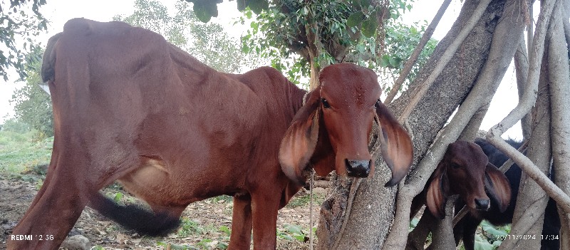 ગાય વેચવાની છે